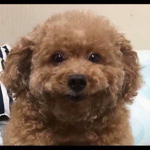 Meet your Posher, Somin